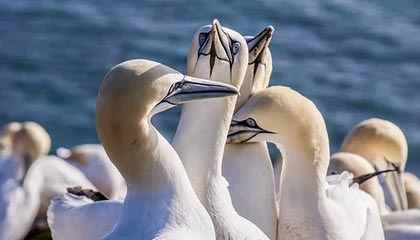 瓜达拉哈拉青训营培养新星，未来可期，瓜达拉哈拉市