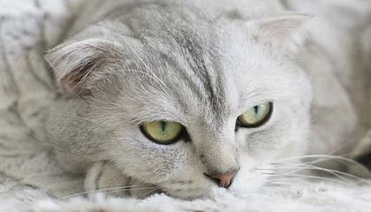 德甲激战，拜仁3-2战胜柏林赫塔，莱万与穆勒联手夺得胜利