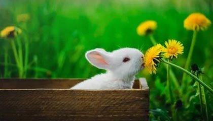 德甲激战，拜仁3-3平多特蒙德，莱万与哈兰德的对决引人瞩目