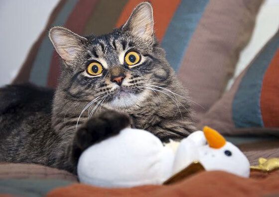 世界青少年攀岩赛青岛站顺利闭幕,攀岩青少年标准赛道