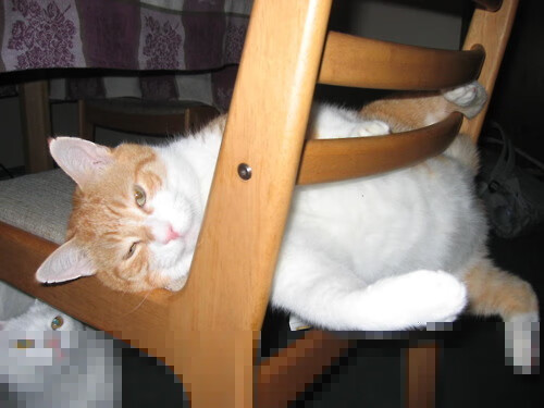 篮球运动员专项体能训练负荷调节,篮球运动员的体能训练涵盖的六大项内容