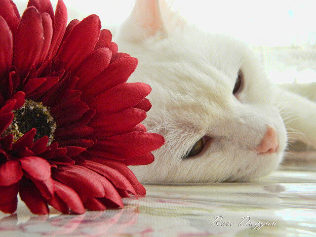 西甲裁判指令语言对比赛中球队反应速度的潜在干扰分析，西乙裁判