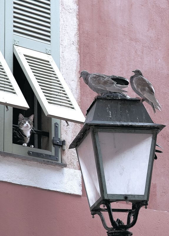 “天府校区体育馆：台球赛场成为2025年世界运动会亮点”