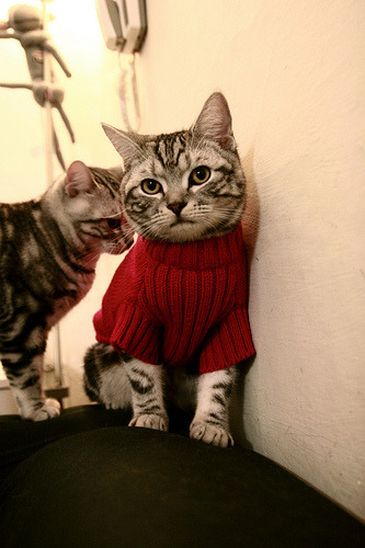 主力阵容是否应具备多种节奏适应能力，主力阵地 用法