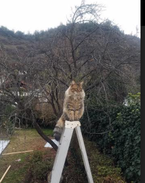 加拿大队未来目标：如何在国际比赛中突破强敌，获得更多荣誉，加拿大队名单