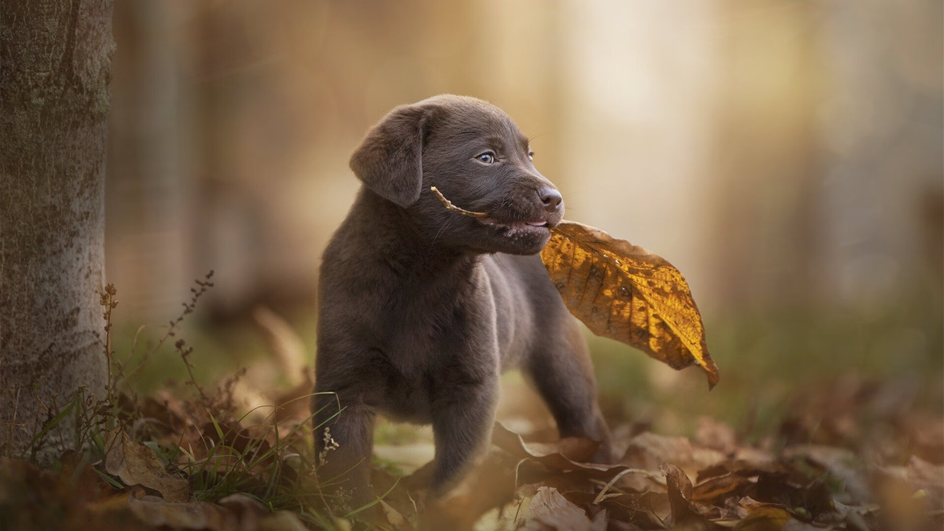 德国队教练：目标锁定前八，德国队教练团队