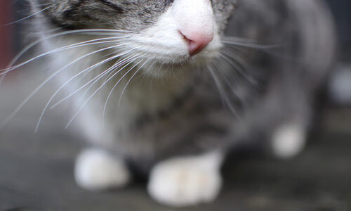 电竞运动员考核体系完善促进职业规范，电子竞技运动员应当具备哪些竞技能力