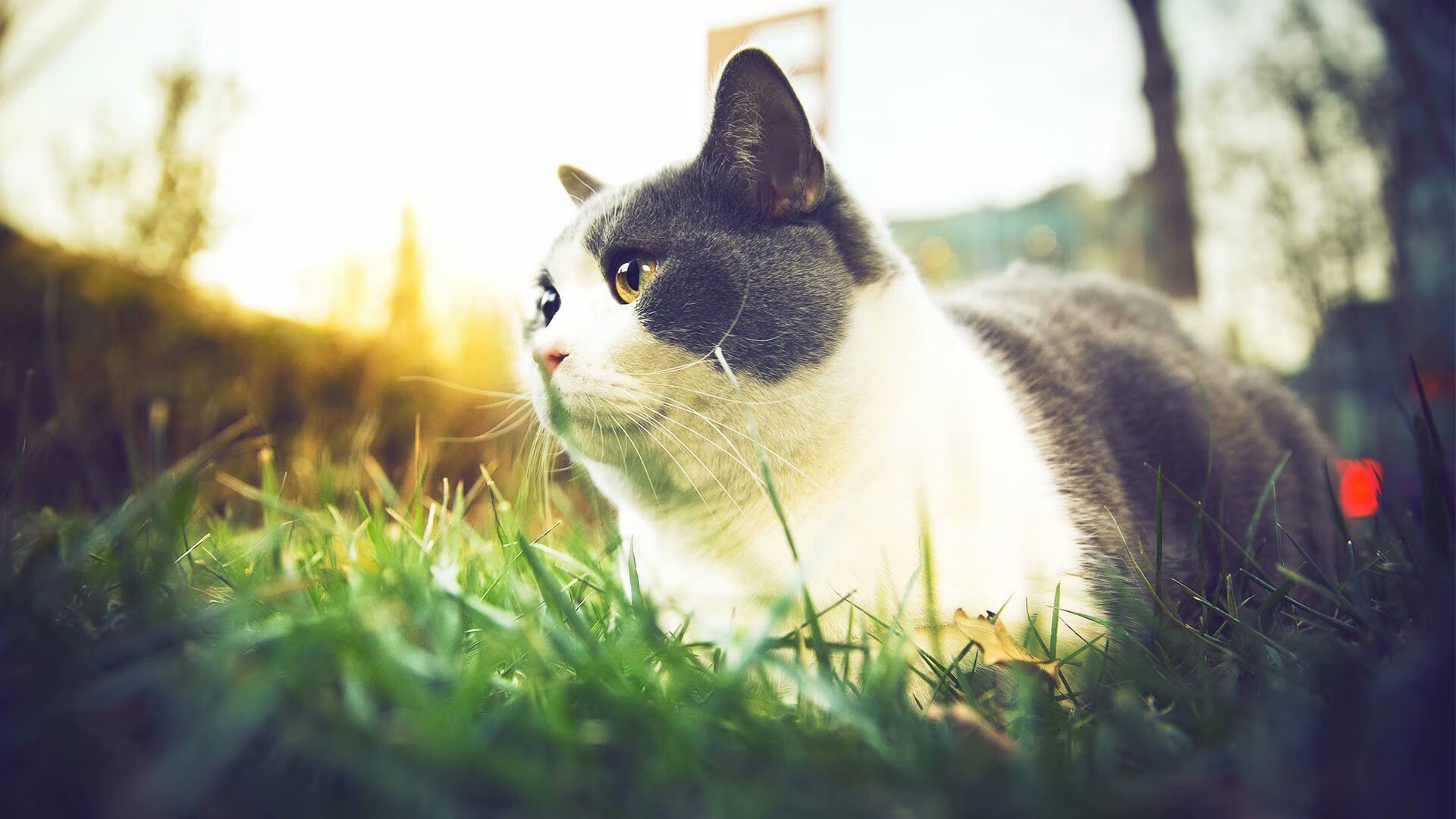 西班牙女队自由泳实力持续增强，西班牙女队自由泳实力持续增强的原因