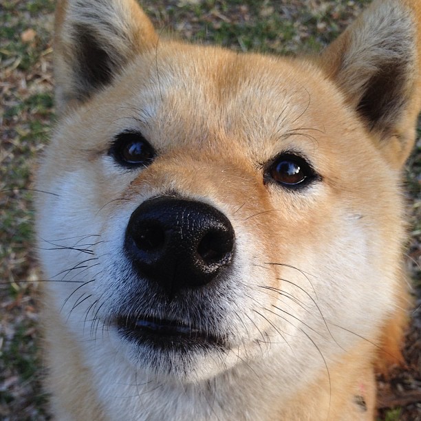 国羽再夺冠军羽毛球世锦赛，国羽世界冠军