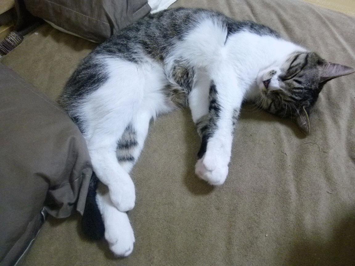 女子橄榄球市场增速惊人，哪支队伍成为焦点？，女子橄榄球俱乐部