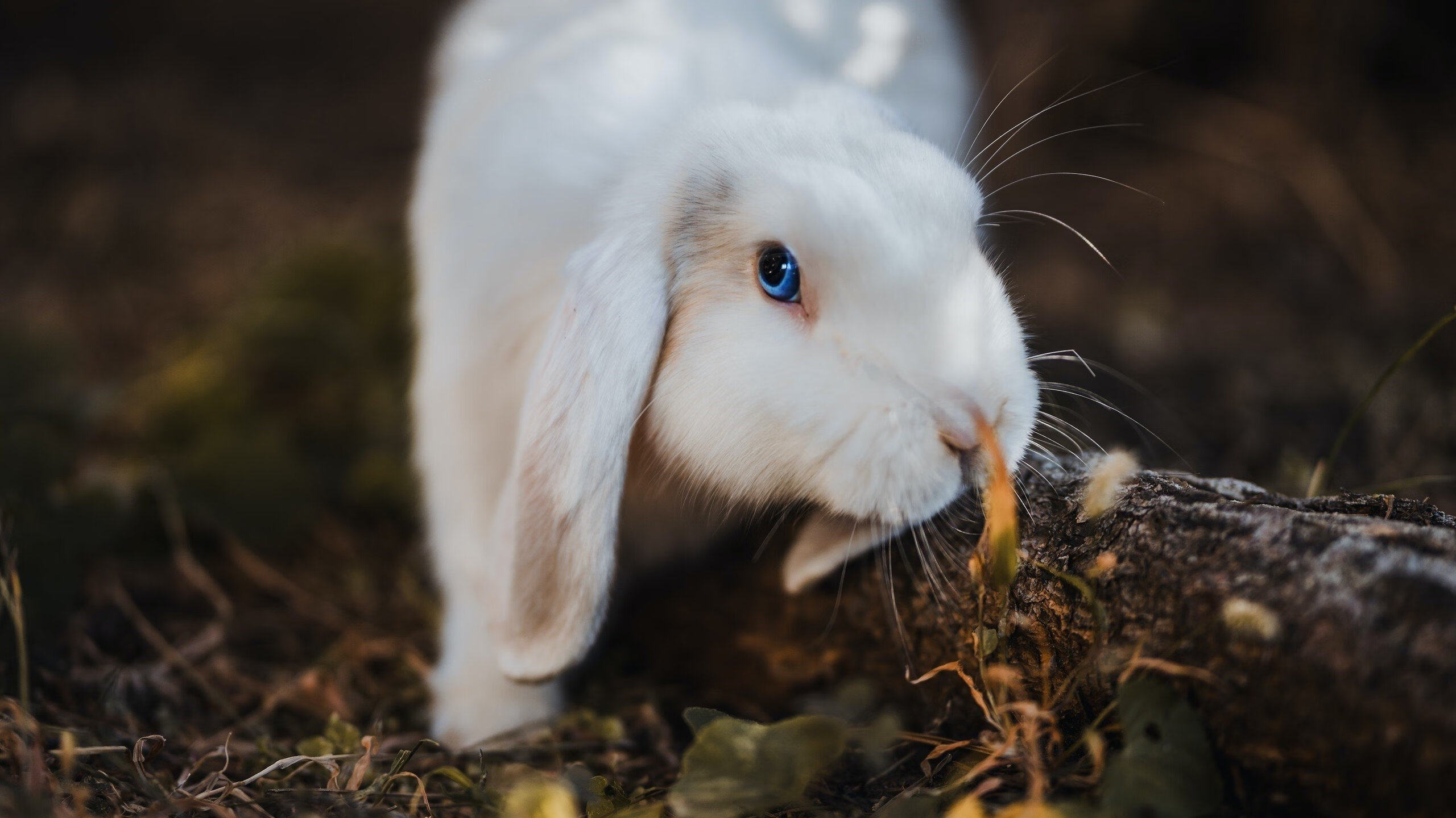德甲快节奏：攻守不断，精彩无限！，德甲规律