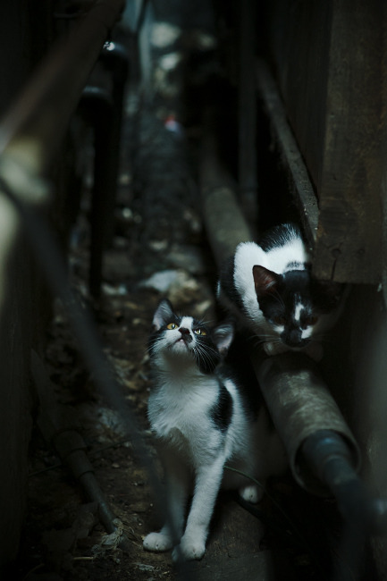 西甲俱乐部的粉丝文化创新，西甲俱乐部名称