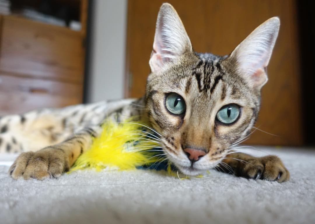 谷爱凌夺金后自评仍有不足，谷爱凌奖金